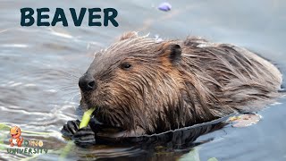 Why Beavers Are the Best Engineers