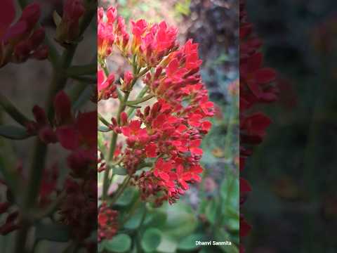 Kalanchoe blossfeldiana. Do you know this flower❓️
