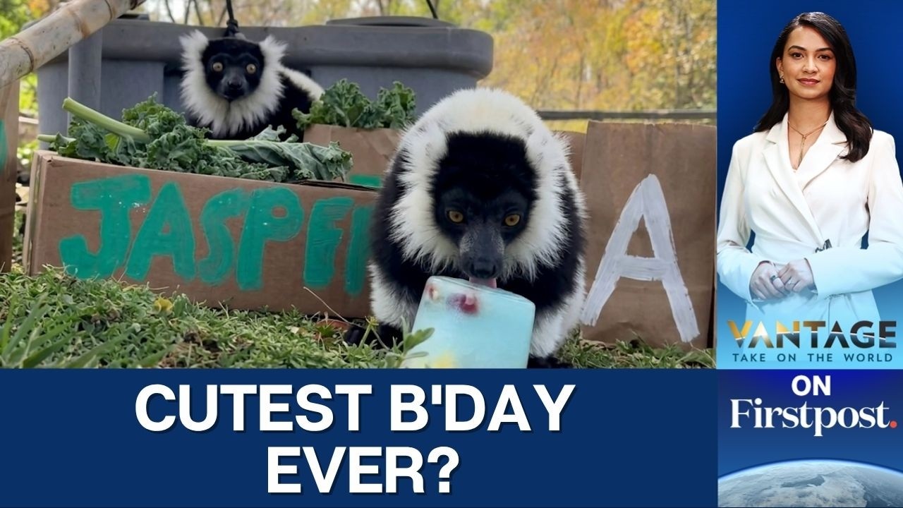 Phoenix Zoo Throws a Birthday Bash For Two Adorable Lemurs | Vantage on Firstpost | N18G | 4K