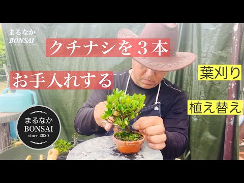 園芸 クチナシの栽培と手入れ