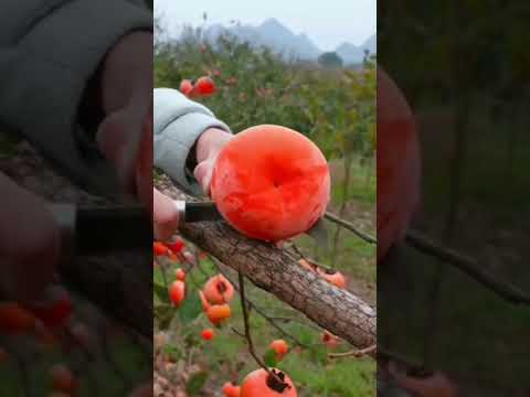 Crunchy Persimon #shorts #satisfying #viral #trending