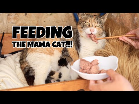 FEEDING THE CAT A DAY AFTER GAVE BIRTH TO 6 KITTENS