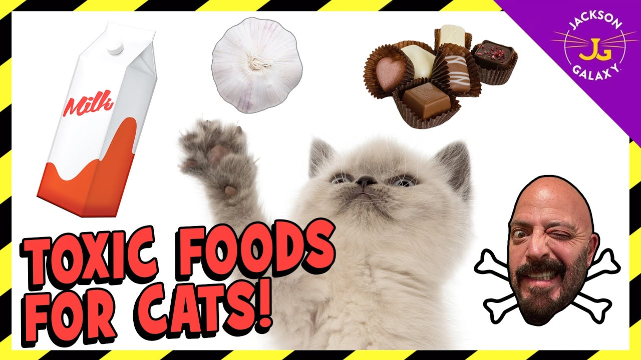 Jackson Galaxy on the Foods That Are Toxic to Cats