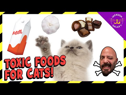 FOODS THAT ARE TOXIC TO CATS! - YouTube