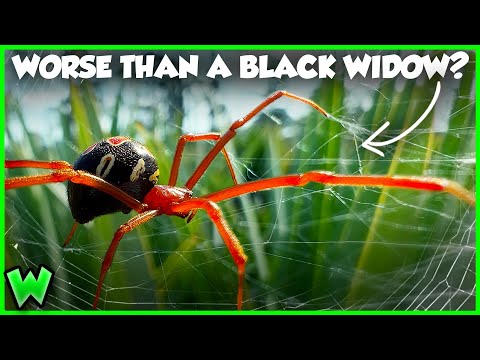 The Worst Spider Bites in the US Ranked