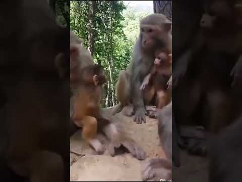 monkey🐒🐵 #funny 🤣😜 #vairalshort #Sound N techs #pramila kumari