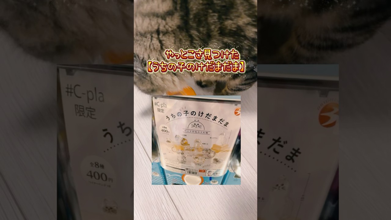 【うちの子のけだまだま】ガチャ #シープラ #カプセルトイ #C-pla #ねこ #shorts