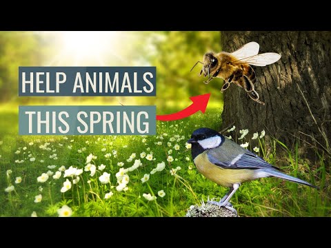 How To Help Animals This Spring