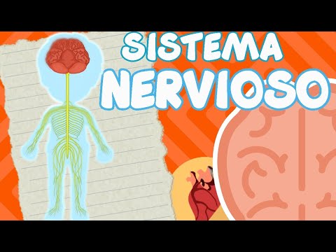 SISTEMA NERVIOSO PARA NIÑOS l videos educativos para niños