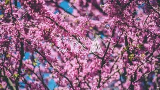 JESSE KONRAD - WOULD YOU WANT IT ANYWAYS?