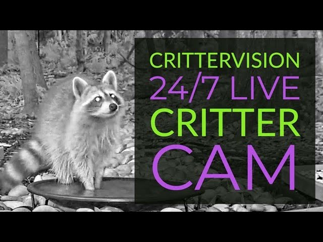 Live webcam view of CritterVision Critter Cam