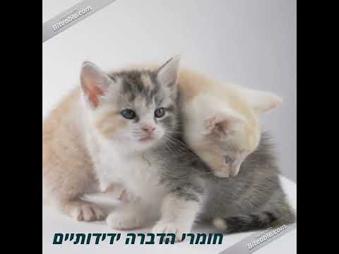 תמונה של טרמינקסט הדברות ולכידות