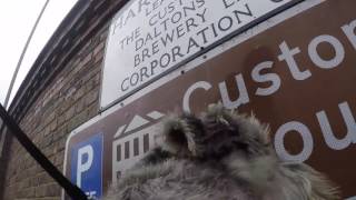 Great North Snowdogs  A Metro dog's eye view