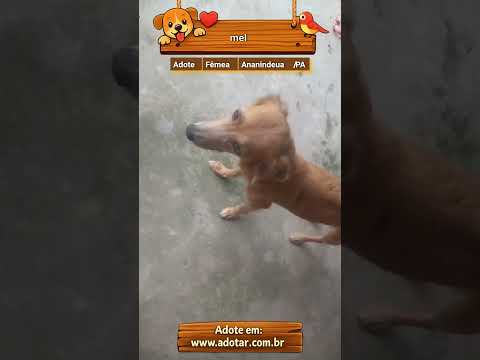 Vídeo de mel