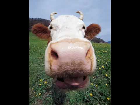 Pandora canzone divertente!! pandora curiosa