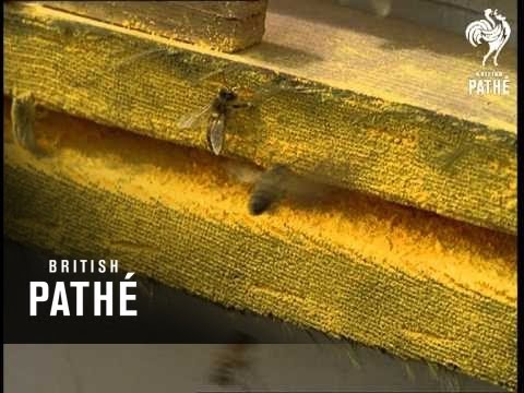 Out-Takes / Cuts From Cp 353 - 1 Of 2 - Bee Research  (1961)