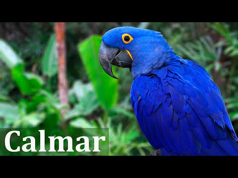 Paz y Tranquilidad - Música Relajante y Sonidos de la Naturaleza-Controlar la ansiedad