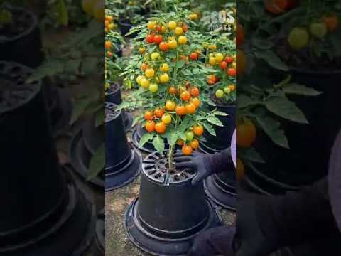 টমেটো উল্টো লাগানো টবে দারুনভাবে জন্মে! Tomato Farming