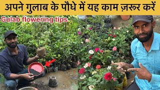 Apne Gulab plant mein jyada Phool lene ke liye October ke mahine Mein yah kam Jarur Karen