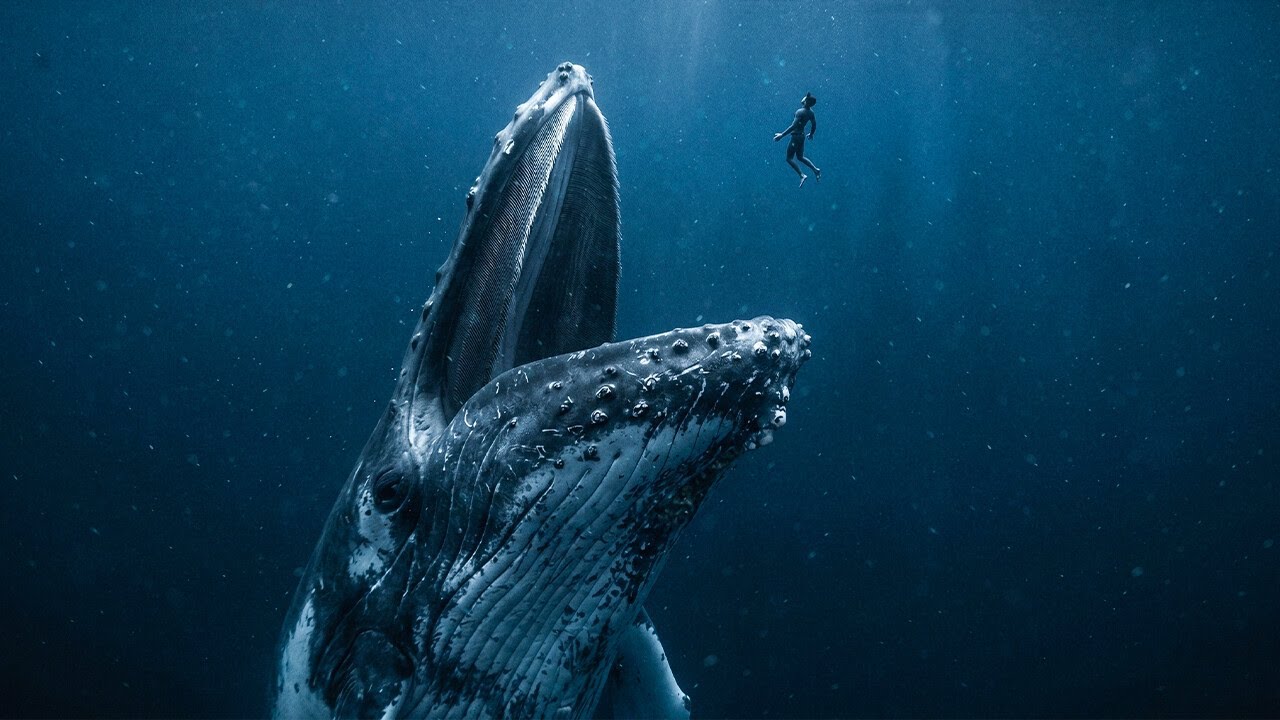 Man Survives After Being Swallowed by a Whale