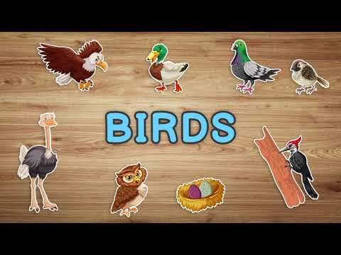 Vocabulary Tutorial - Birds and Their Body Parts