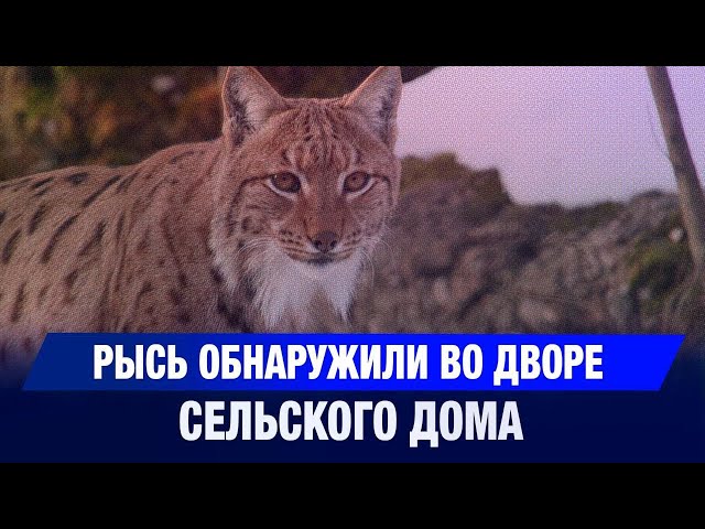 Рысь обнаружили во дворе сельского дома