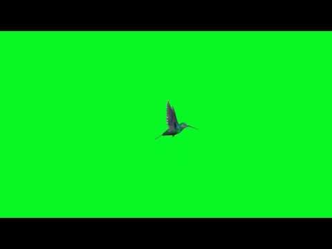 Футажи колибри на зелёном фоне.