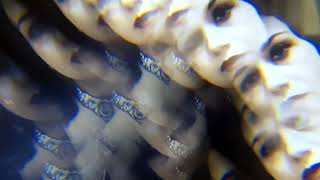 Plum Green – “People of the Snow”