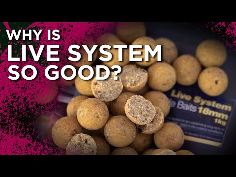 20 YEARS STRONG 💪 LIVE SYSTEM BOILIES = SUCCESS