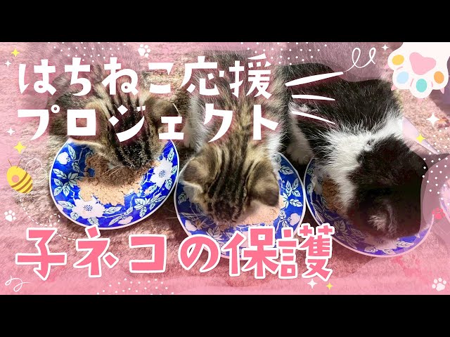 子猫の保護
