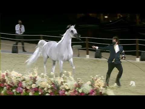 Highlights from the 2021 Katara International Arabian Horse Festival
