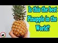 8 Queen Victoria PINEAPPLE Weird Fruit Explorer Ep 336