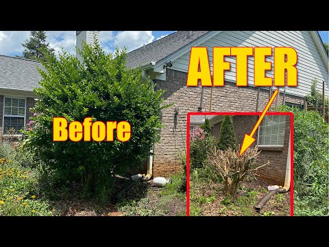 Trimming Big Bushes and Hedges Overgrown