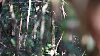Long-tailed Manakin (Chiroxiphia linearis) lekking