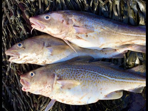 Sea Fishing The Bristol Channel Shore. The Admiralty, Sand Point. March 2020.