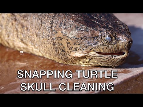 HOW TO CLEAN A SNAPPING TURTLE