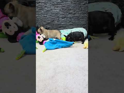 Video 3