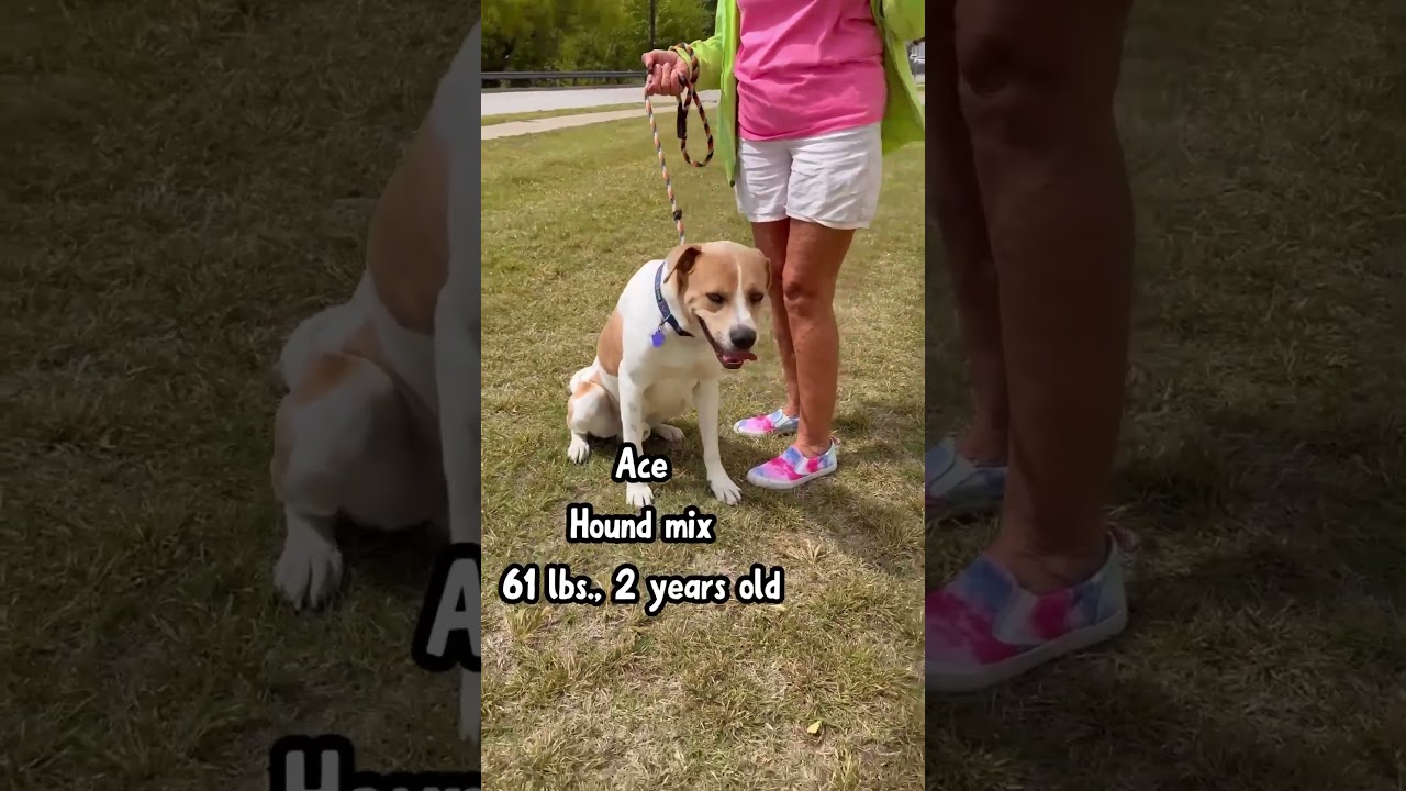 Ace, a Adoptable mixed breed in Denison, TX video 6/6