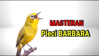 Download lagu Masteran Pleci BARBARA Shoots Like a 2-Stroke Motor mp3 Download lagu Masteran Pleci BARBARA Shoots Like a 2-Stroke Motor mp3