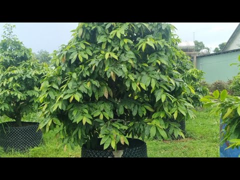 Chăm sóc mai vàng tháng 6 AL cần phải lưu ý khi sử dụng NPK.