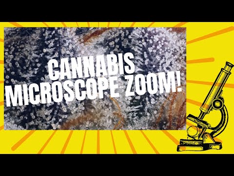 Cannabis Microscope Zoom