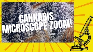 Cannabis Microscope Zoom!
