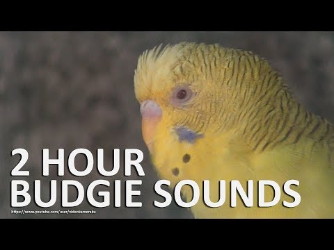 PARAKEETS SOUNDS 2 HOUR (MULTICAM) - Budgies Activity August 2019 Part 2