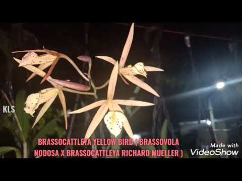 BRASSOCATTLEYA Yellow Bird ( Brassovola NODOSA x Brassocattleya Richard Muller )