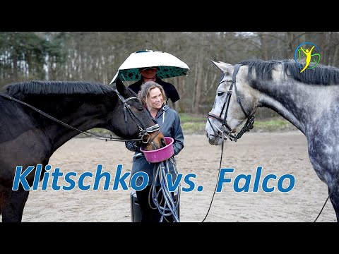 Klitschko vs. Falco 3 Schritte vor einer zurück - Eskalation beim Training im Regen