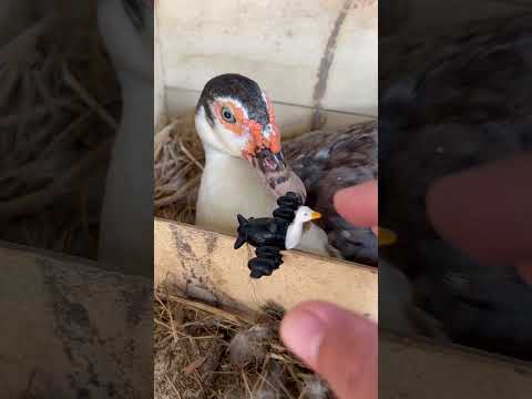 OMG!😱 This Cute Duck Bit Me When I Grabbed My Chimpanzini Bananini #duck #funny #shorts #cute