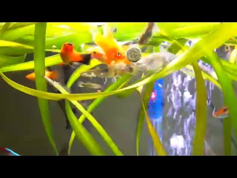 Guppy/Platy/Neon/Rasbora/Corydoras Aquarium tropical