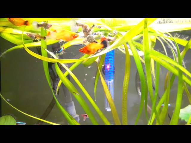 Guppy/Platy/Neon/Rasbora/Corydoras Aquarium tropical