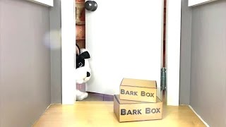 Miniature BarkBox DIY | How to make American Girl Doll BarkBox for your Toy Doll Pets