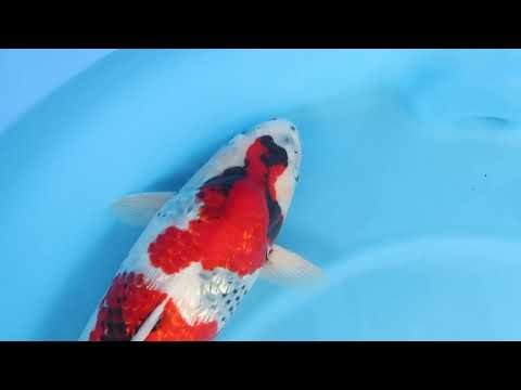 JKS Online Auction: 22nd JKS-AC 22-17 - 3Y Ginrin showa 63 cm Female